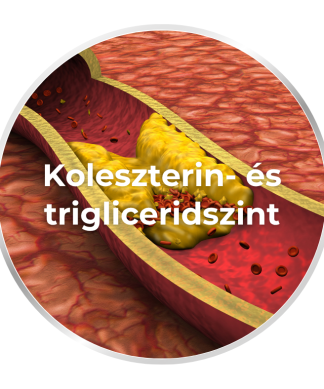 Koleszterin- és triglicerid szint