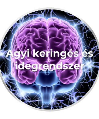 Agyi keringés és idegrendszer